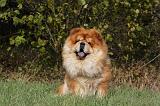 CHOW CHOW 454